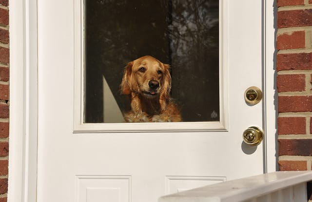 chien attend devant la porte