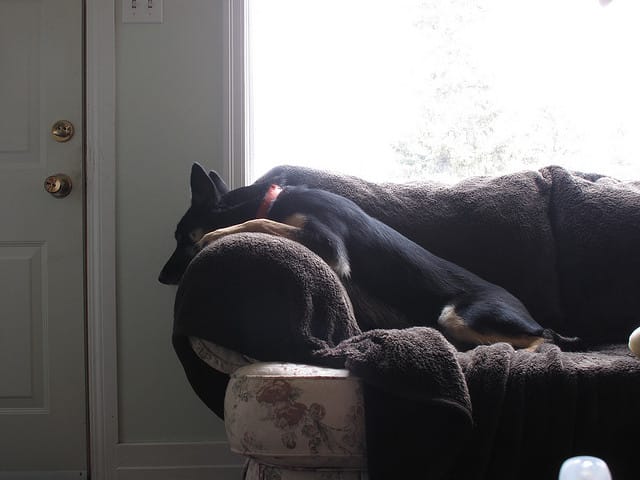 chien solitude