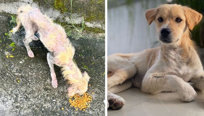 Le chien avant et après