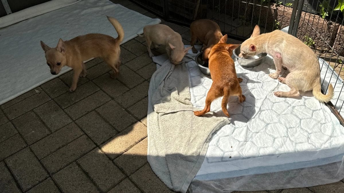 Chihuahuas im Weinberg ausgesetzt