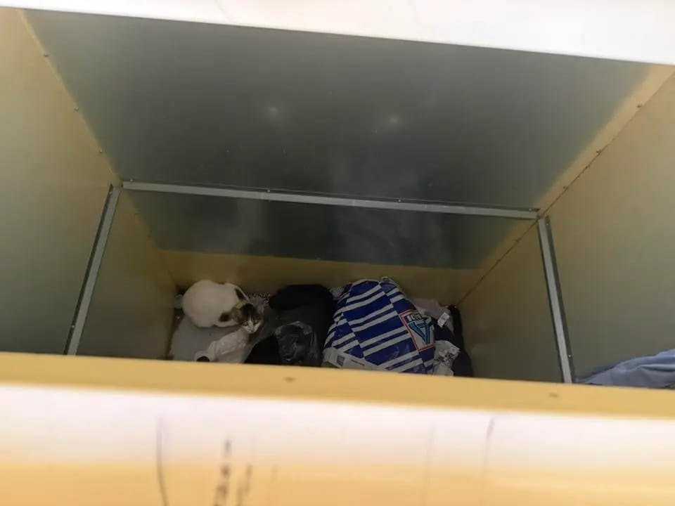 Engerode Katze in Altkleidercontainer