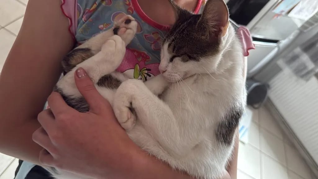 Katze aus Altkleidercontainer gerettet
