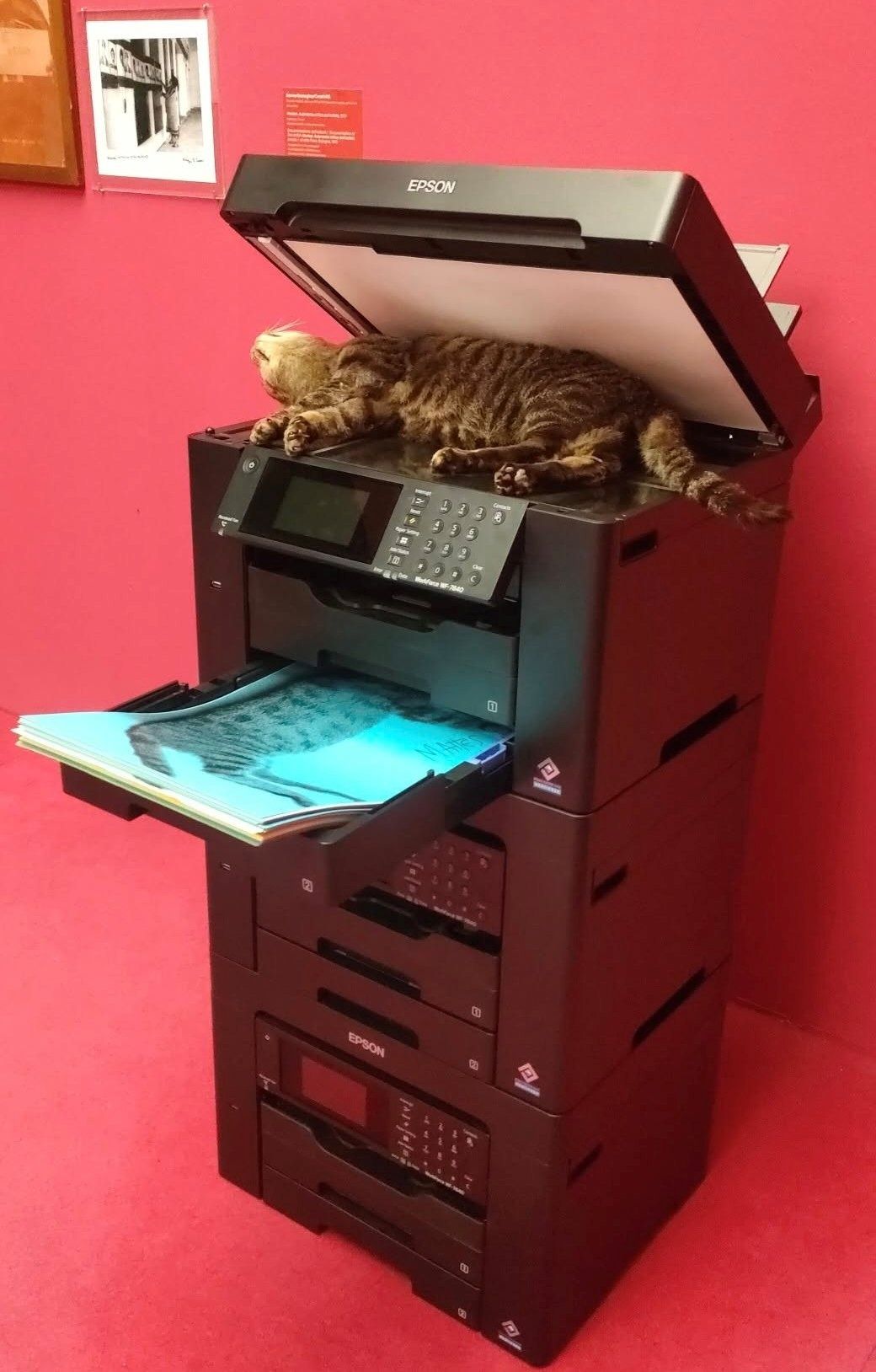 Kunstwerk "Copycat"