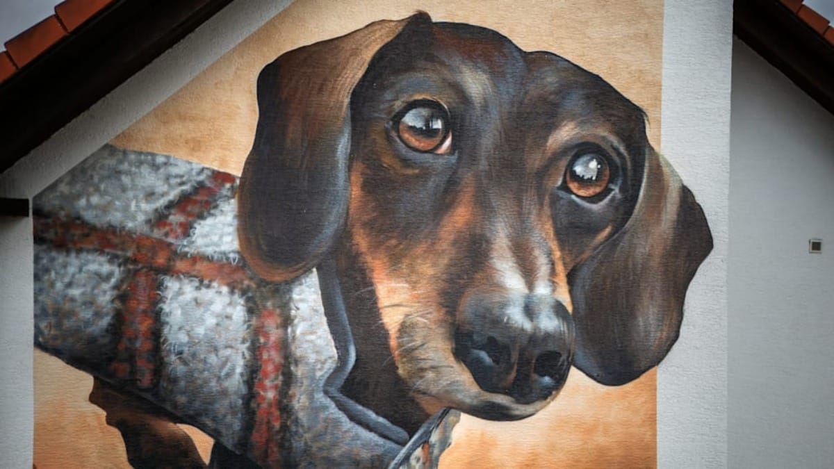 XXL-Bild an der Hauswand: Dackel Lucky