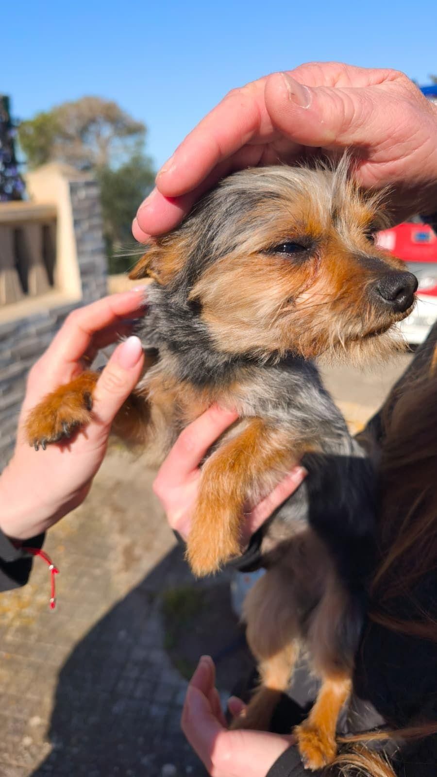 Mallorca: Dackel Coco gerettet 