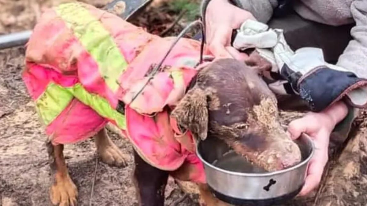 Hund aus Dachsbau gerettet