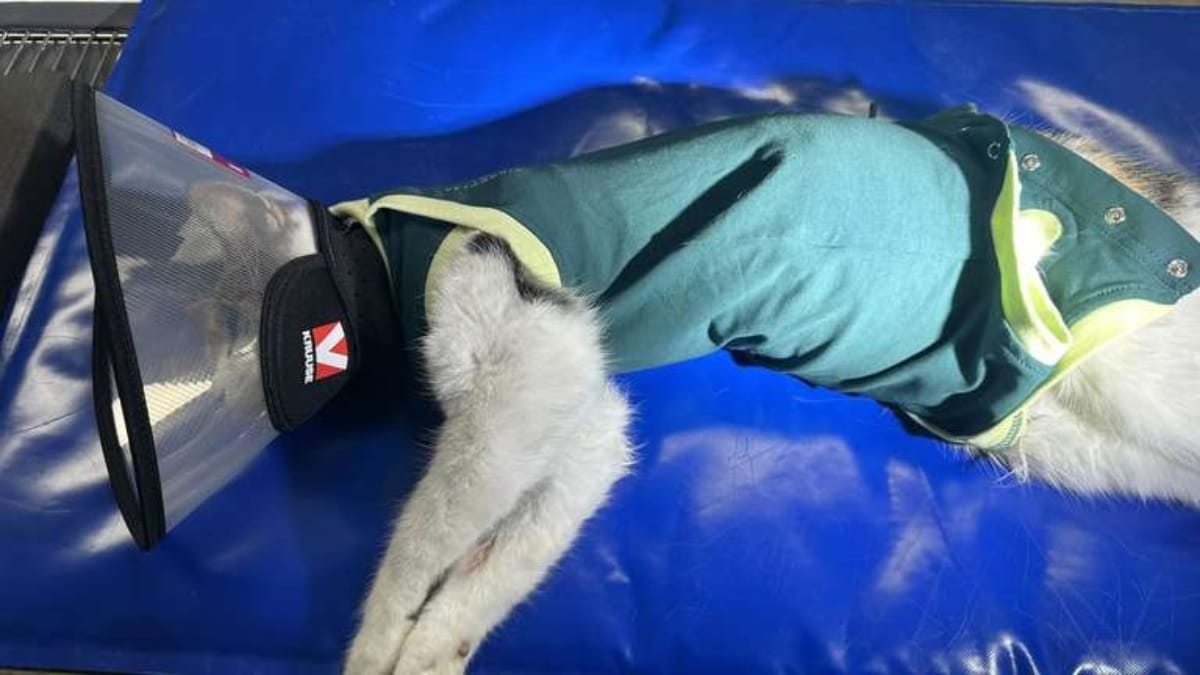 Katze Diabolo am Herzen entdeckt