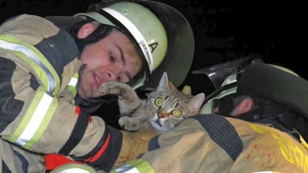 Ditzingen: Katze aus Baum gerettet