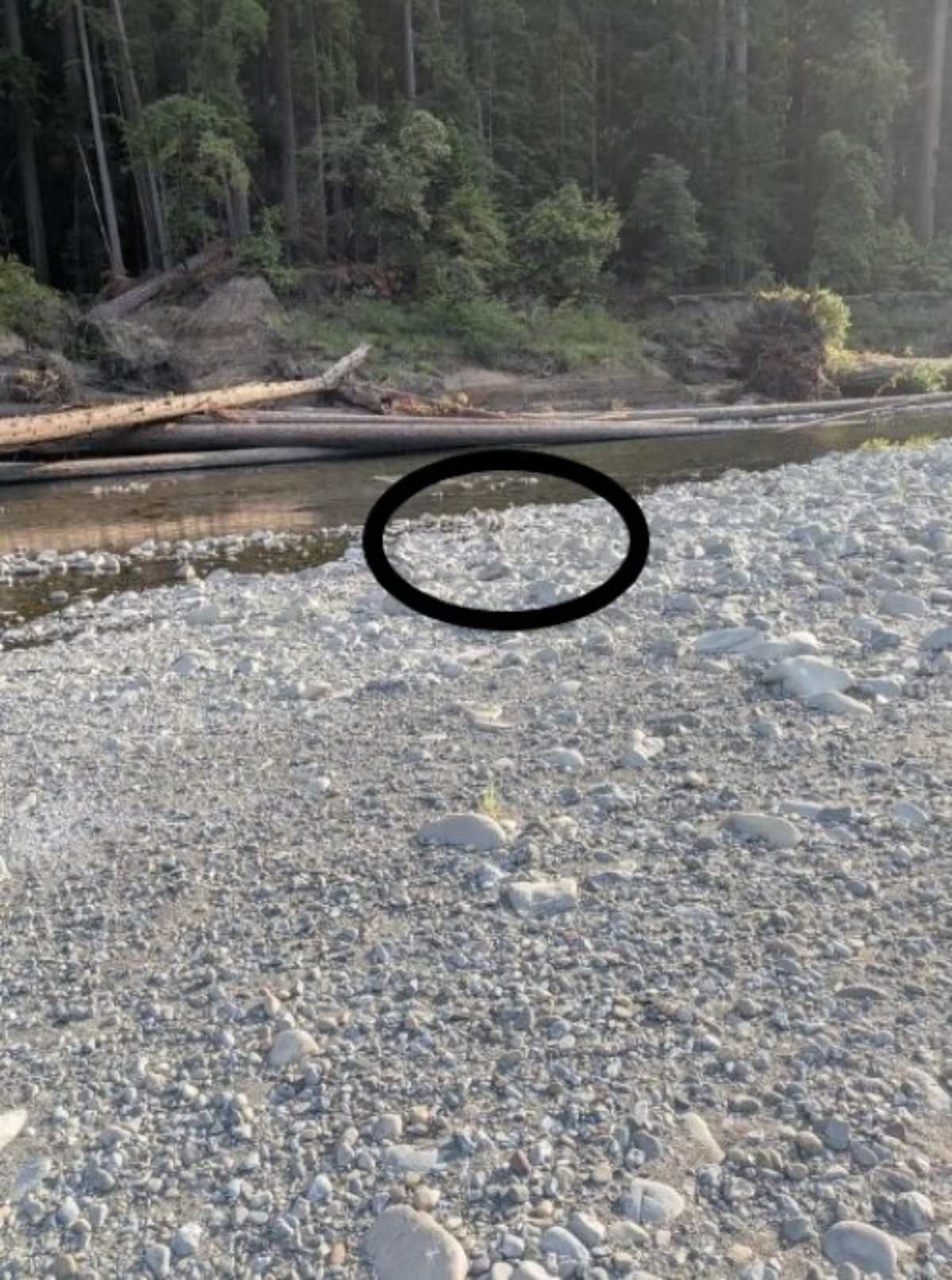 Rätsel Hund im Flussbett Lösung