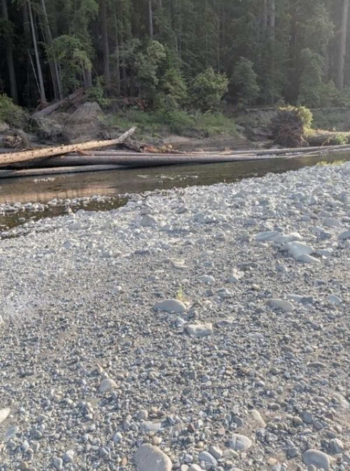 Rätsel Hund im Flussbett