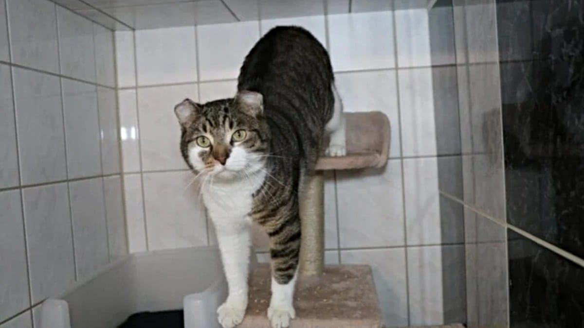 Fränky: Kater mit besonderen Ohren