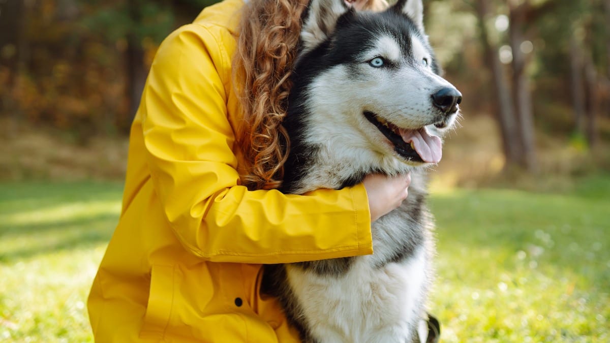 Nordhausen: Rettung eines Husky-Mischlings