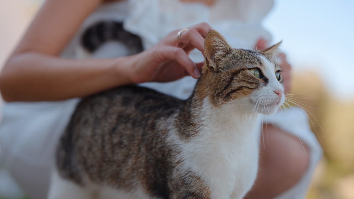 Syros: Traumjob als Katzenstreichler geht viral
