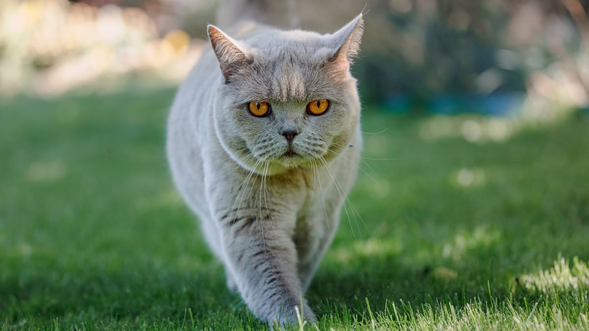 Kürzere Lebenserwartung bei Freigänger-Katzen