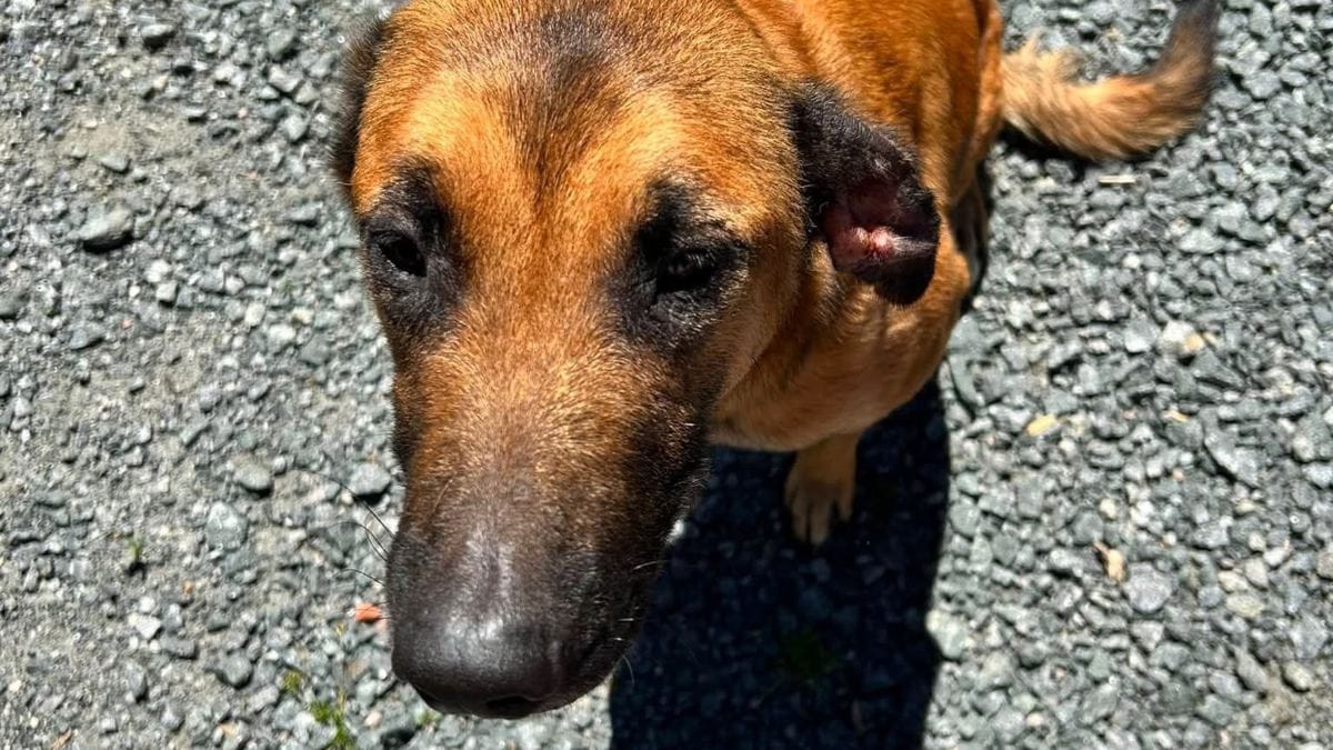 Angeblicher Fundhund Amy