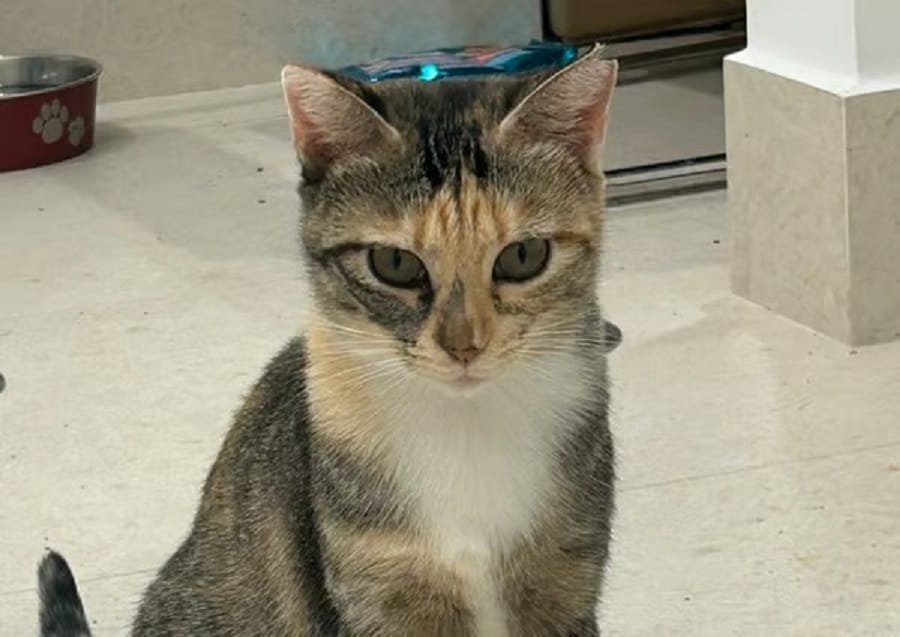 gatita-pispas-adopcion