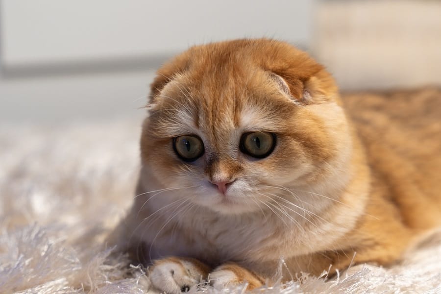 gato-scottish fold-prohibido-paises-bajos