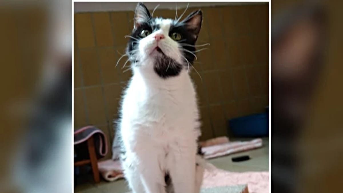 Katze mit Diablo im Bauch