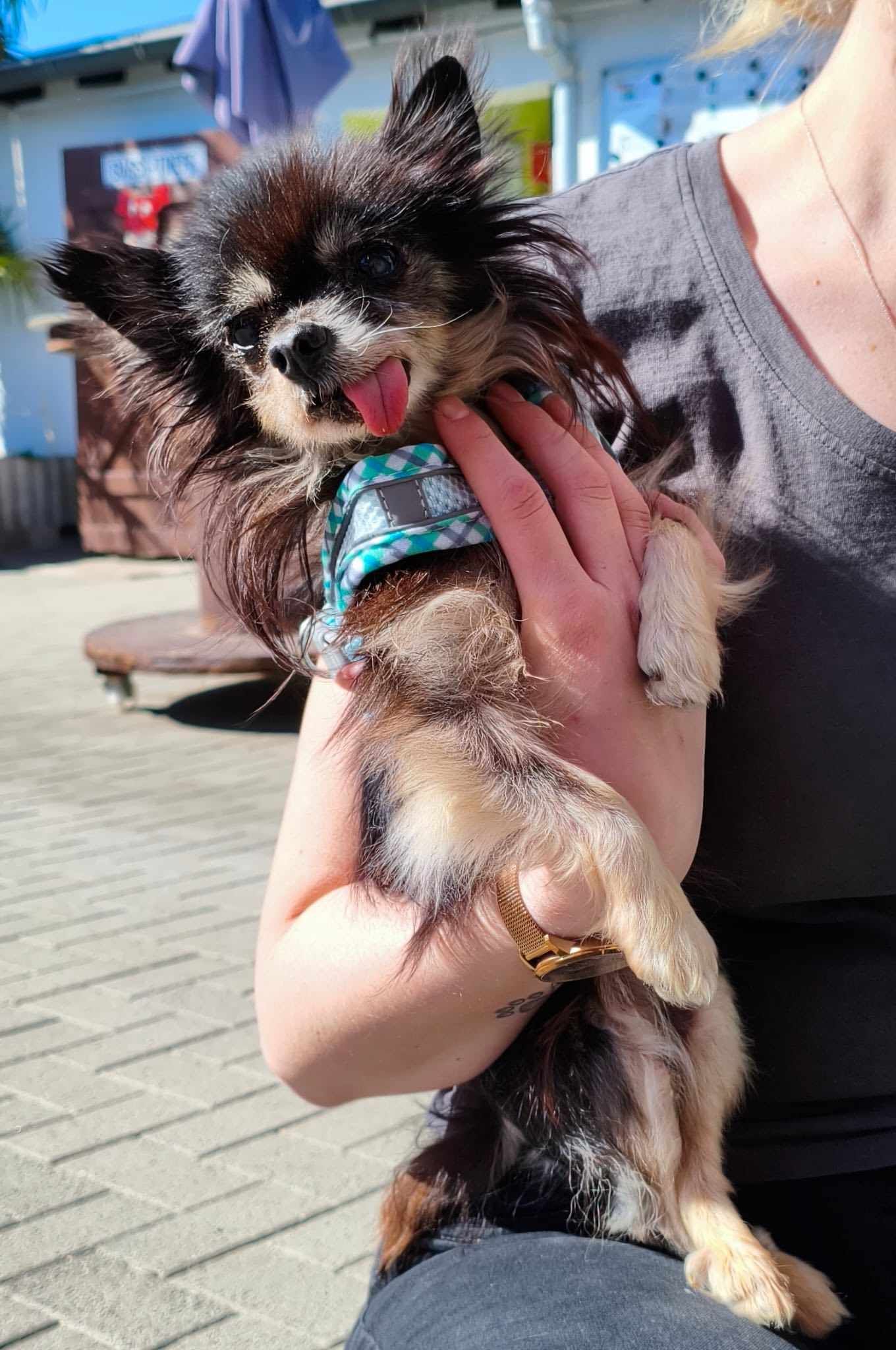 Alter Chihuahua Gizmo sucht Zuhause