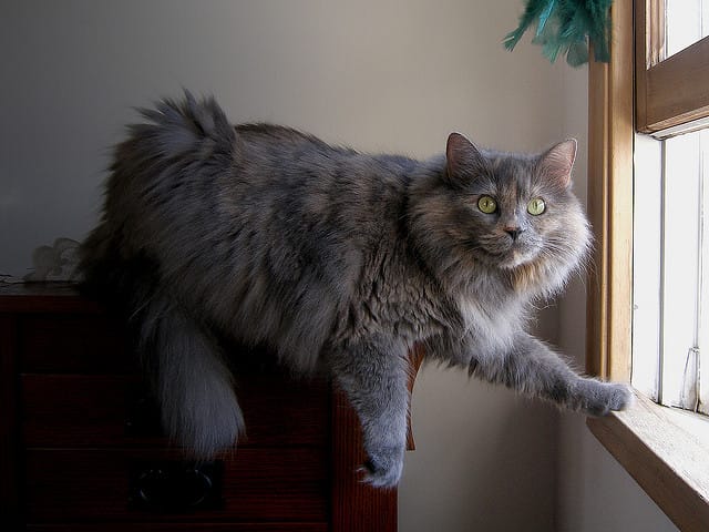 gros chat