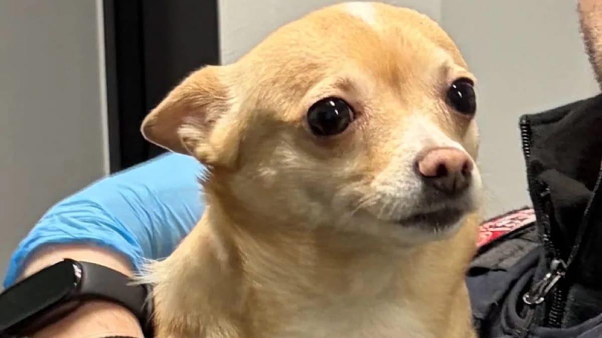 Geldfälscher hat verschwundenen Chihuahua dabei