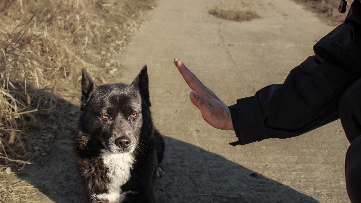 Unnützes Kommando im Hundetraining