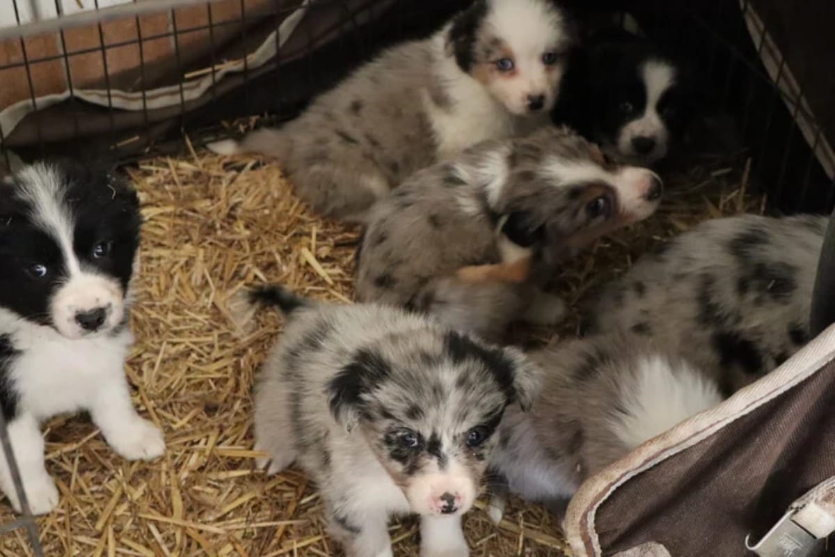 Animal Hoarding Harz: 80 Tiere gerettet