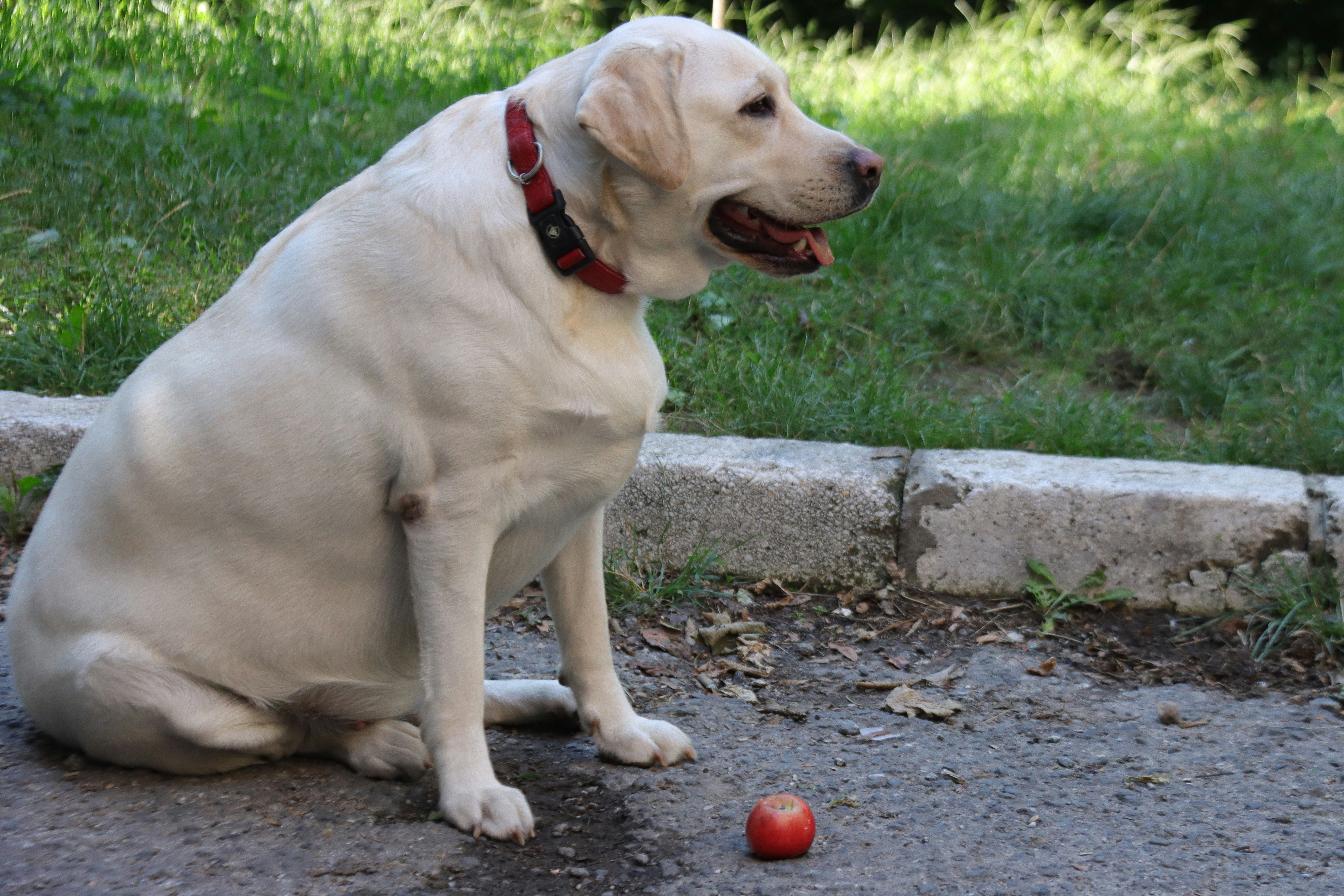 Mag een hond appel met schil?