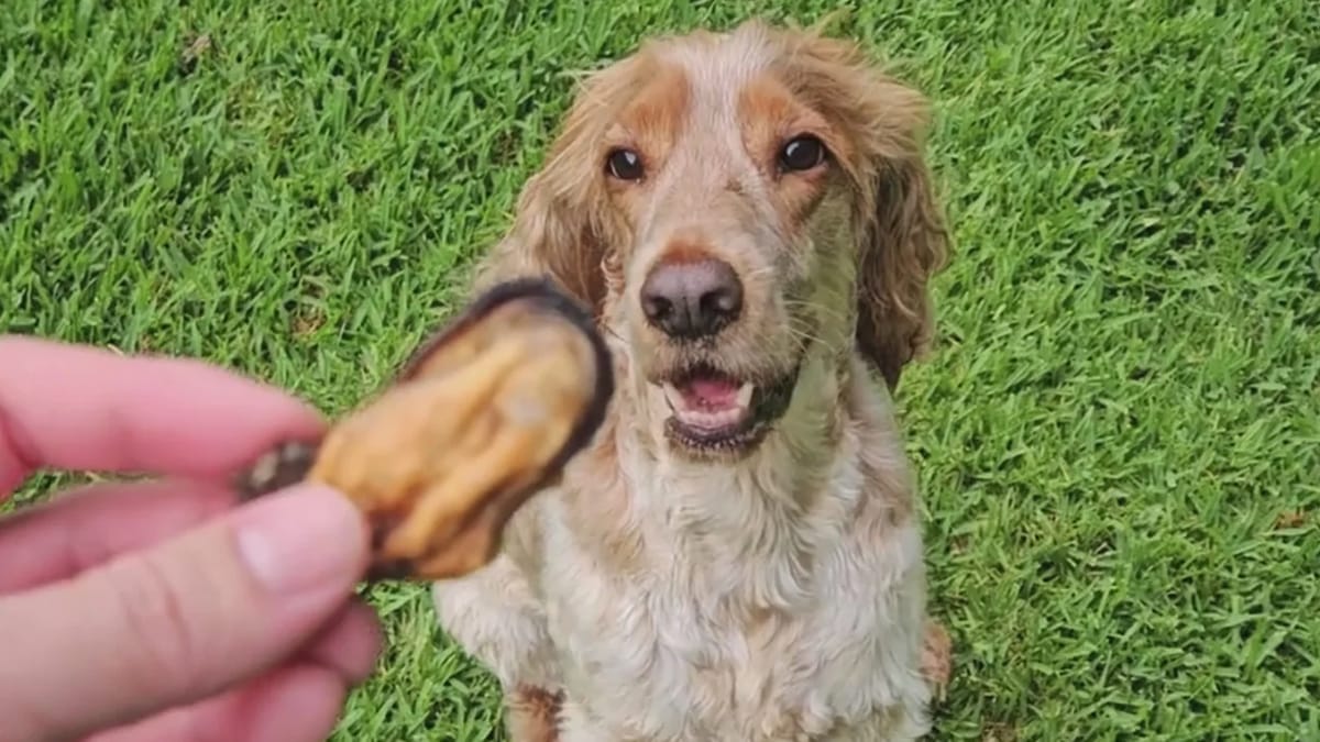 Mag een hond mosselen?