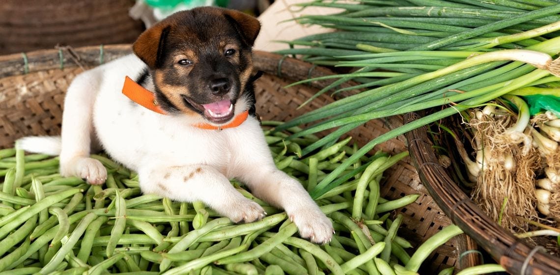 Mag een hond sojabonen eten?