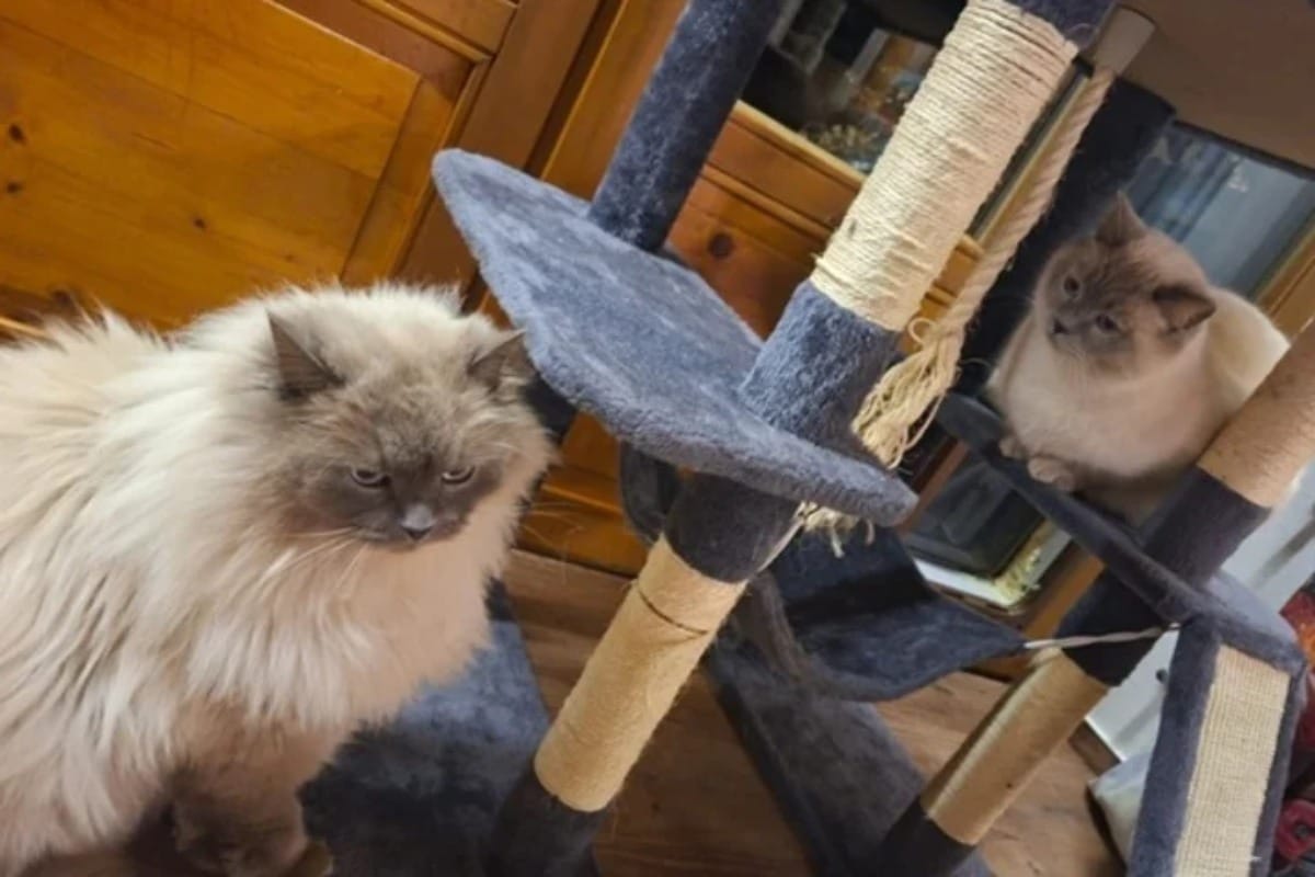 Katze wird bei Umzug geklaut