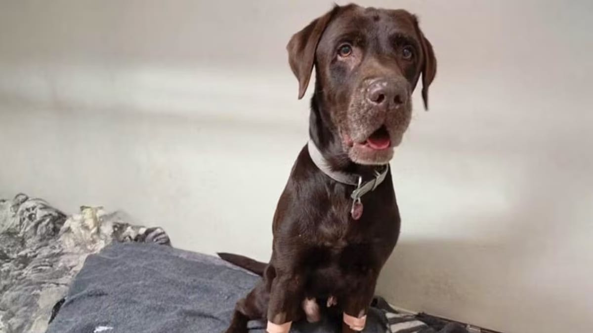 Labrador Achi