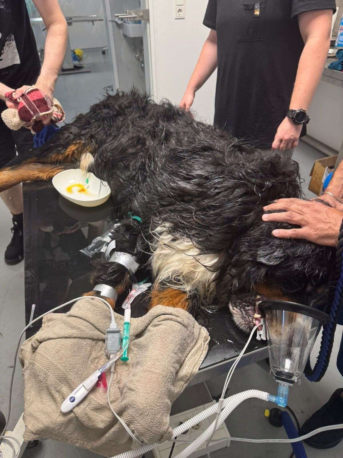 Tierheim Bergheim rettet kollabierten Hund