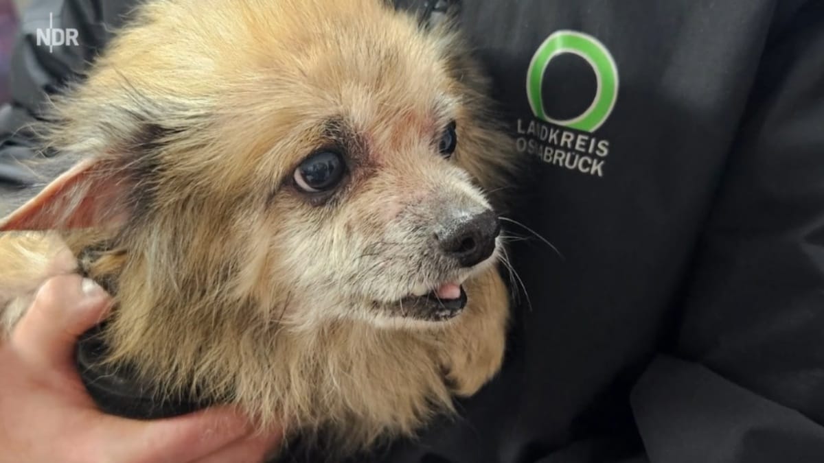 Bad Rothenfelde: Aninaml Hoarding Fall