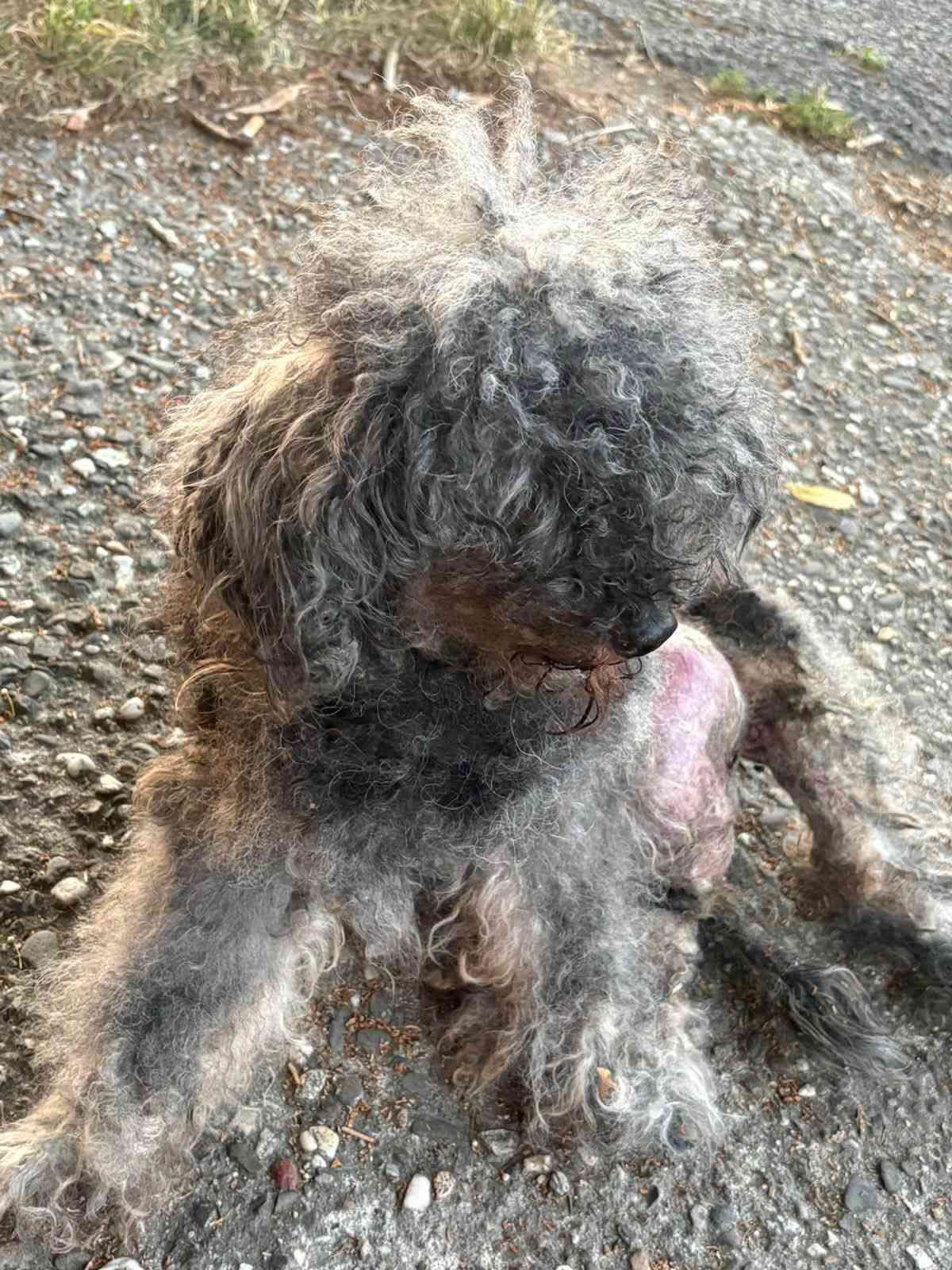 Porz-Elsdorf: Die Wahrheit über den angeblichen Fundhund
