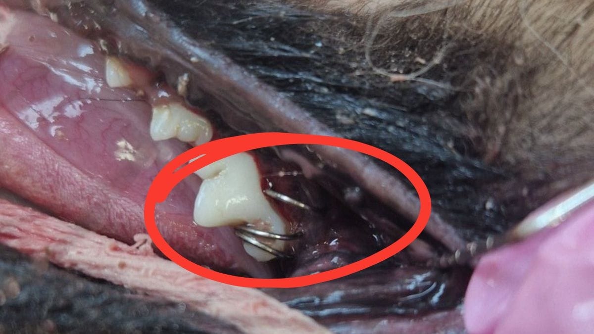 Spirelfeder um Hundezahn gewickelt