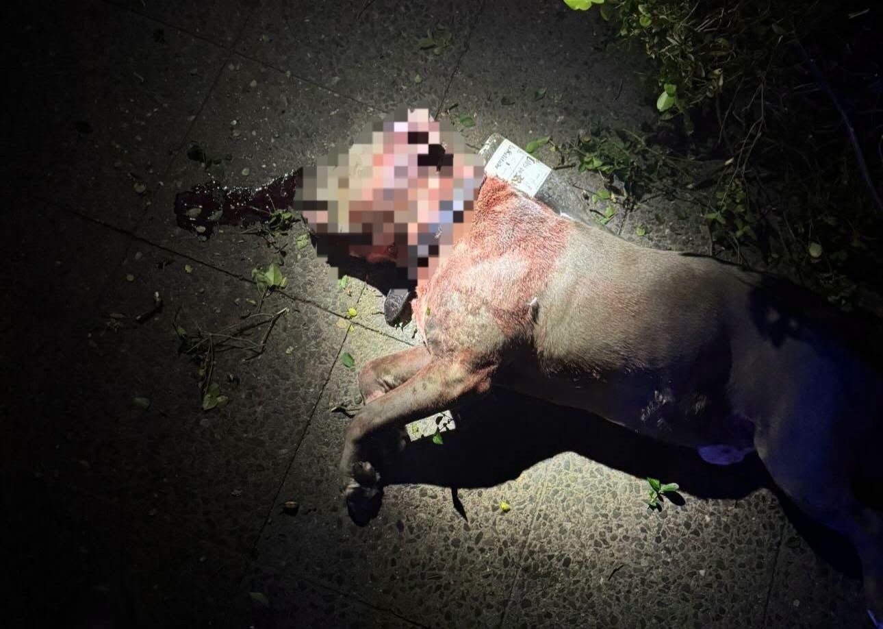 Berlin: Hund aus Fenster geworfen