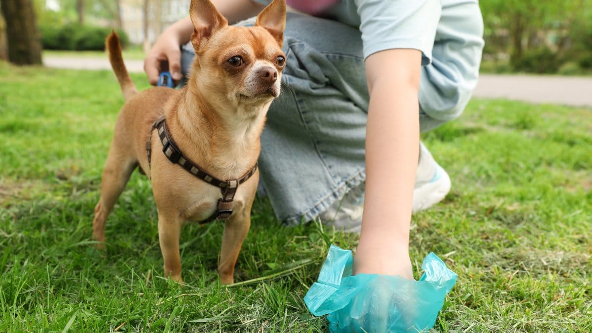 Frau macht Haufen ihres Hundes weg