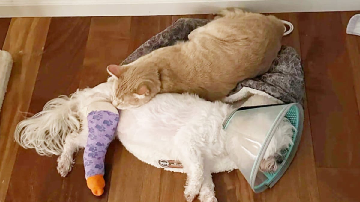 Kater kuschelt mit verletztem Hund
