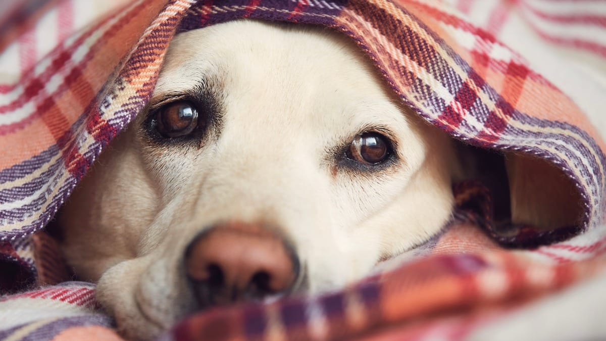 Können Hunde Ebola bekommen?