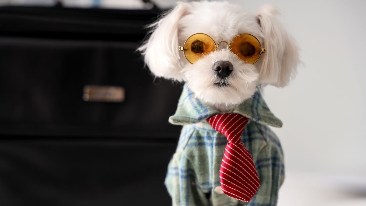 Karneval: Hund mit Krawatte eingefangen