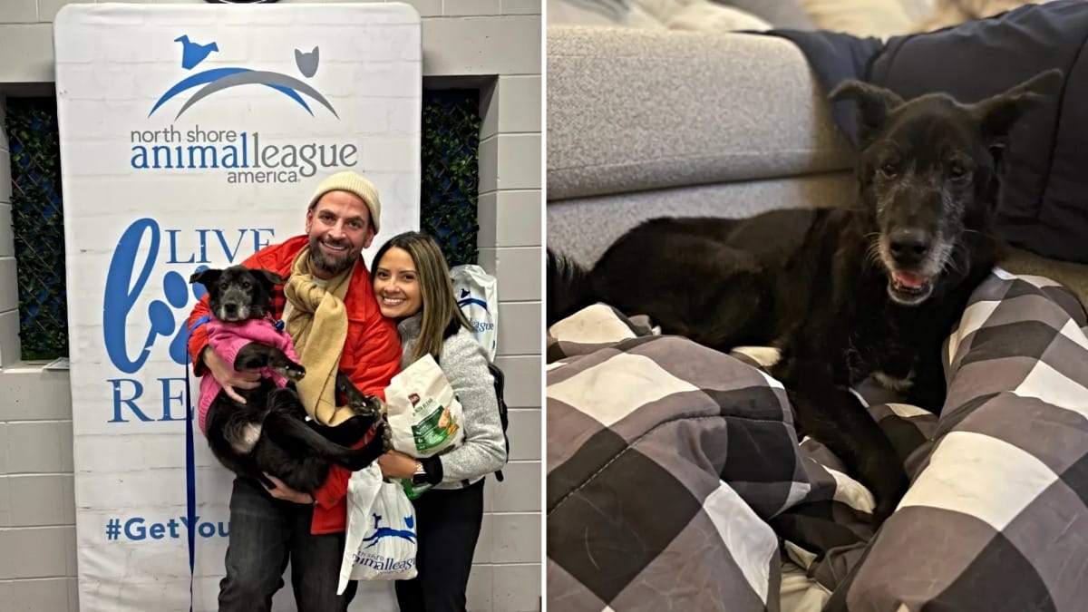 Hunde-Oma Beauty und ihre neue Familie