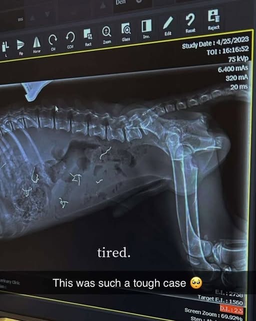Hund frisst Stacheldraht: Röntgenbild
