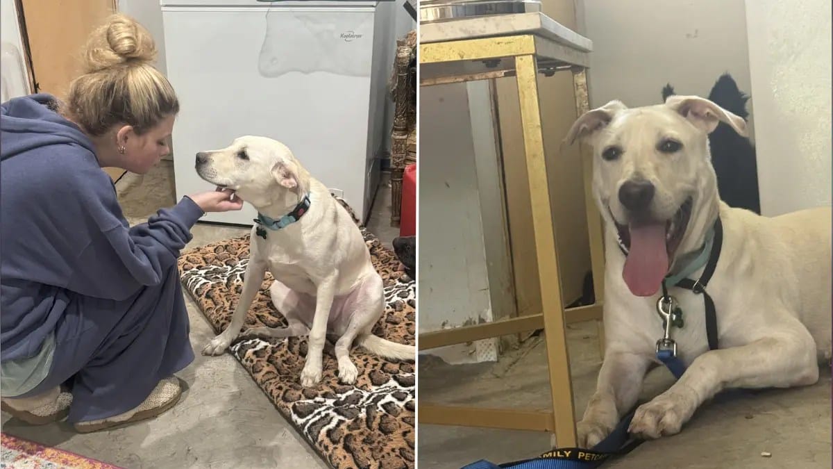 gerettete Hündin lebt in Pflegefamilie