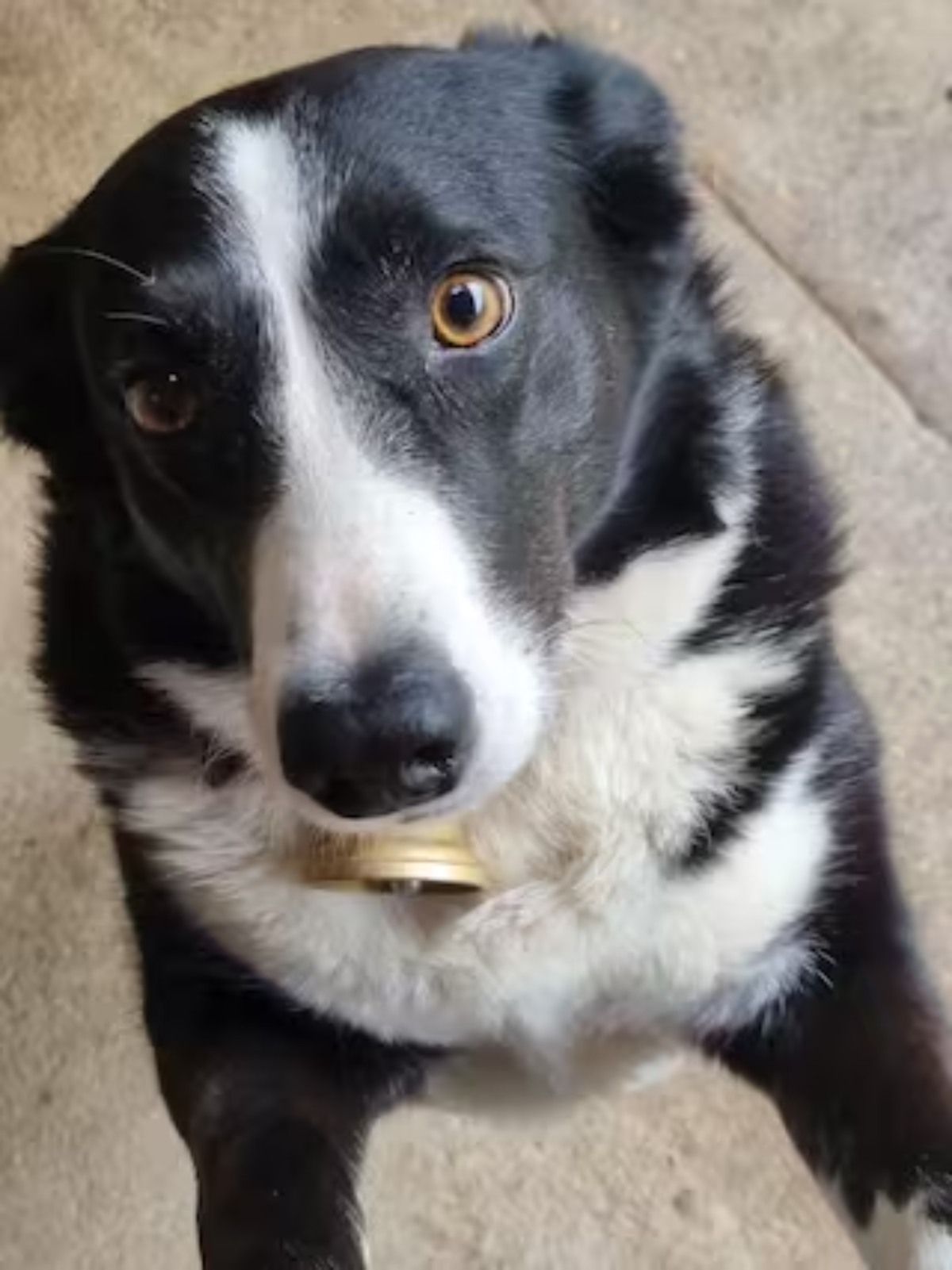 Schweiz: Hund bei Rettungsaktion erschossen