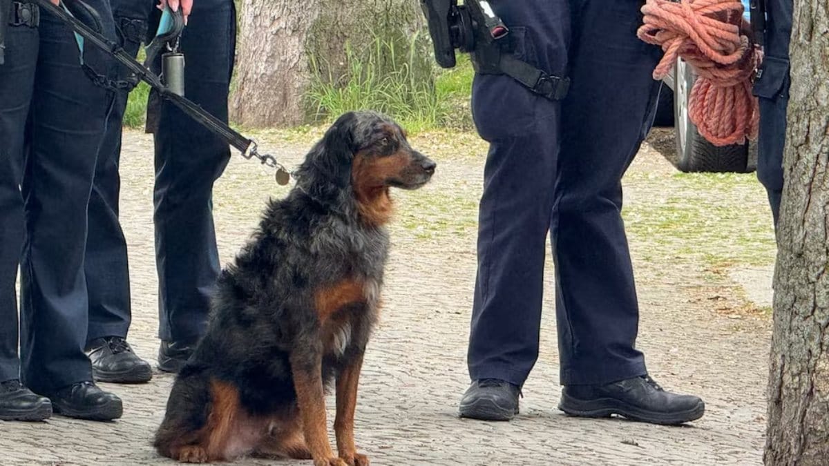 Berlinerin will Hund aus Spree retten