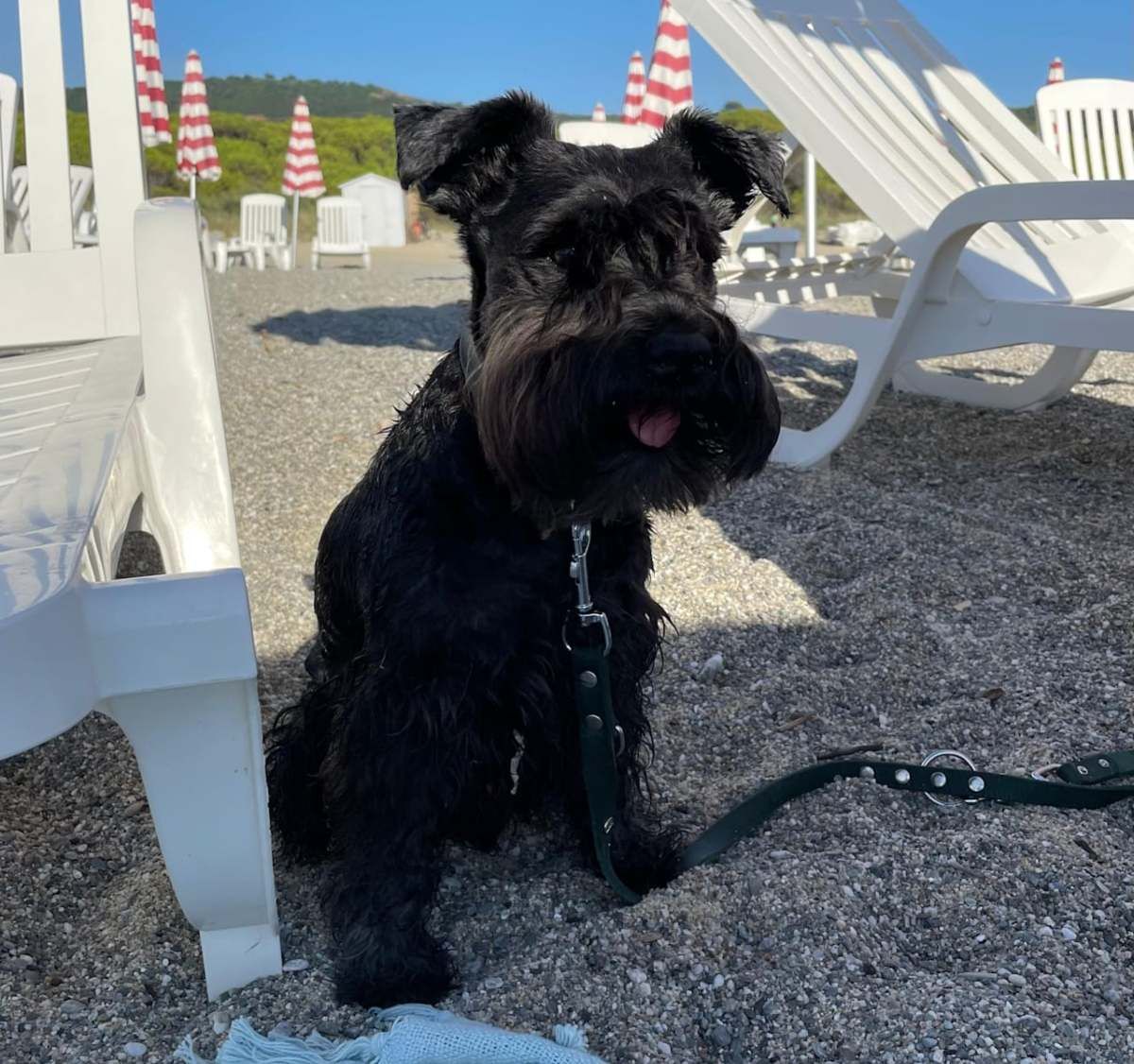 Hund in Italien am Strand getötet