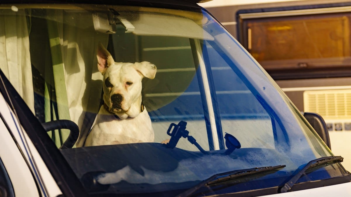 Bamberg: Hund aus aufgeheiztem Wohnmobil gerettet