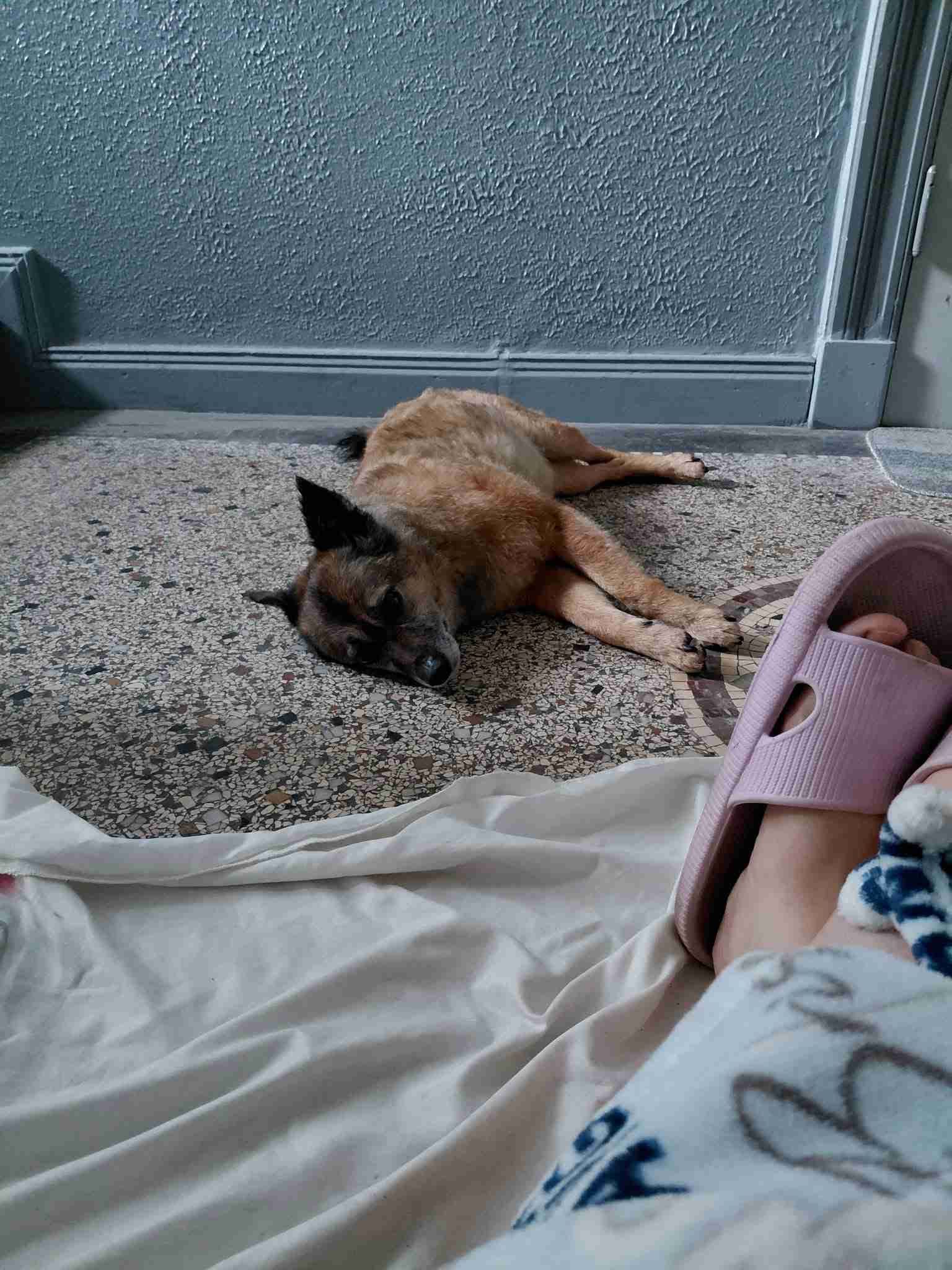 Frauchen bittet um Ventilator wegen Hitze