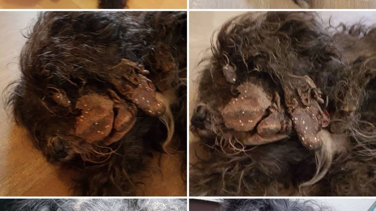 Tiere aus Dortmunder Wohnung gerettet